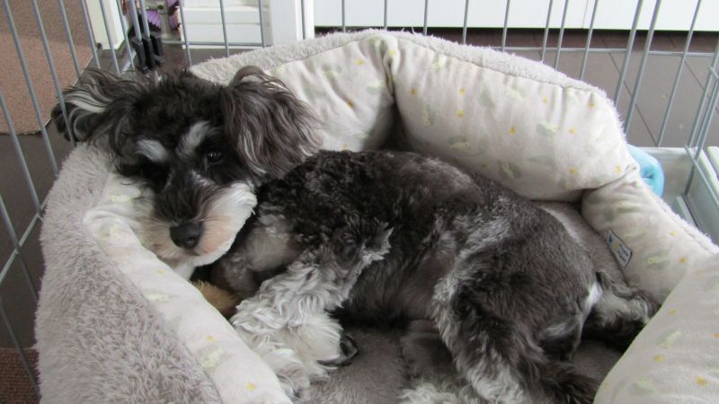 シュナウザーお昼寝