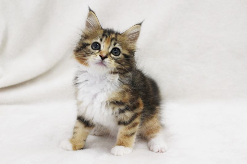 ノルウェージャンフォレストキャットの子猫