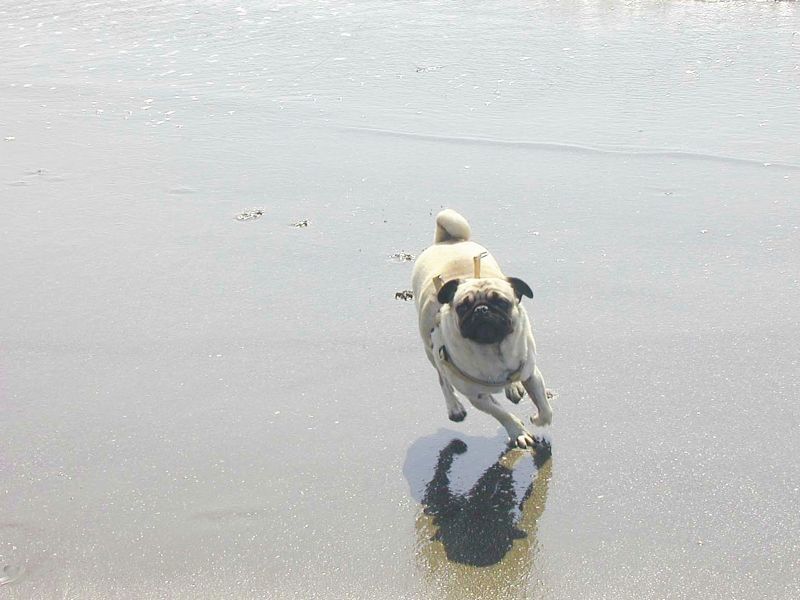 パグ　海