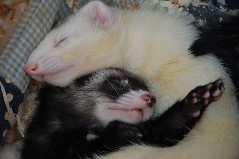 仲良くねるフェレット