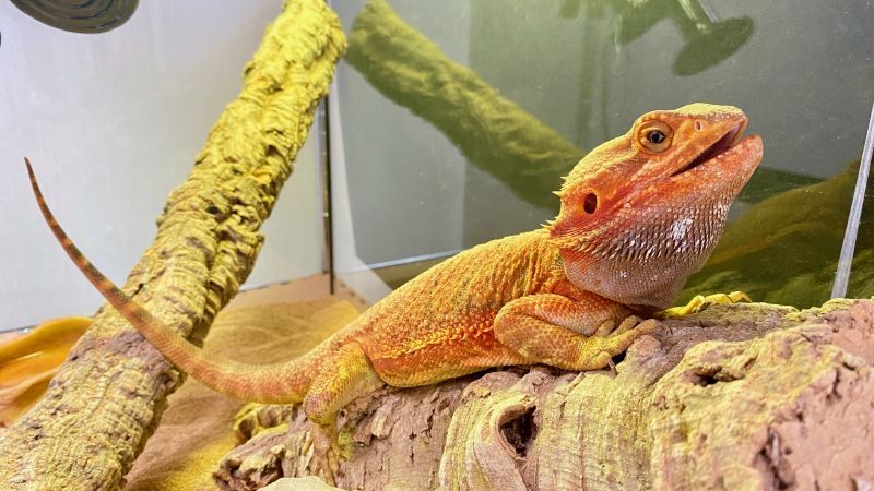 フトアゴヒゲトカゲバスキング