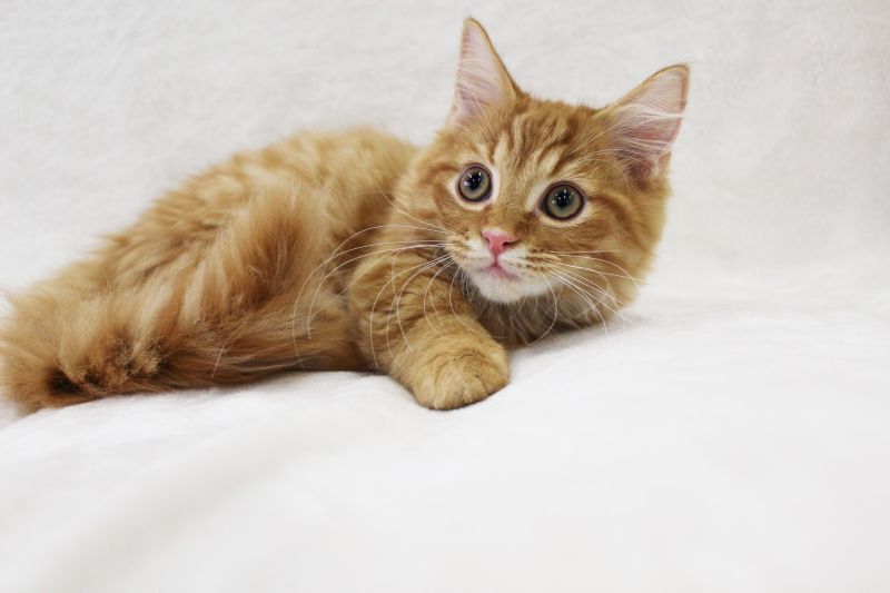 かわいいミヌエット