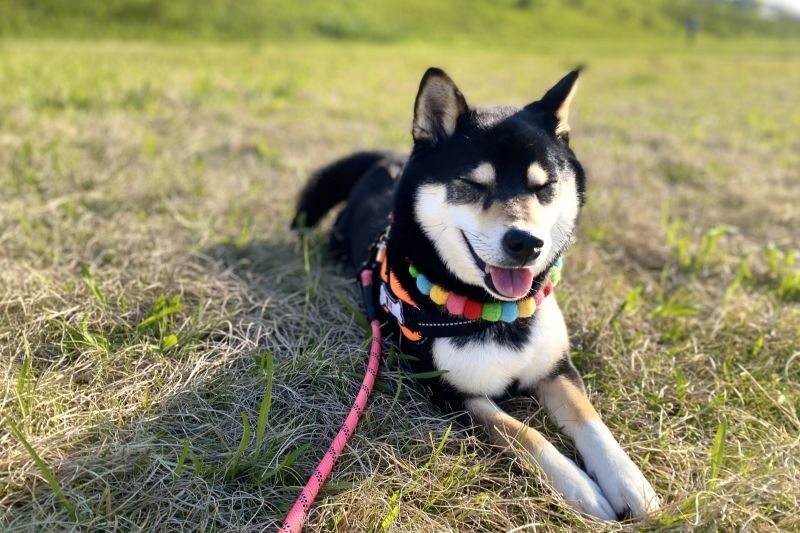 伏せする柴犬
