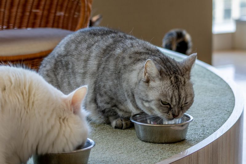 猫のごはん
