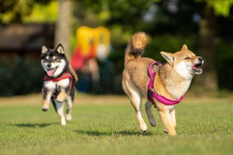 ドッグランを走る柴犬