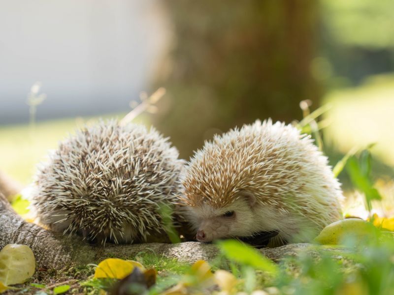 ハリネズミの飼育