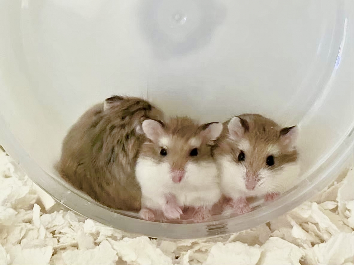 ハムスター種類