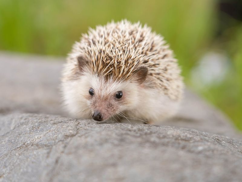 ハリネズミの飼い方