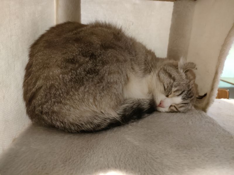 寝ているアメリカンカール