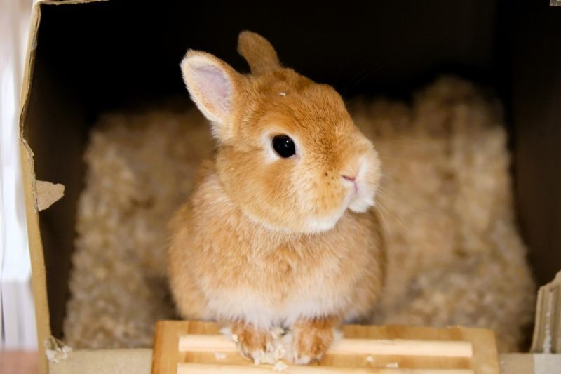 うさぎ