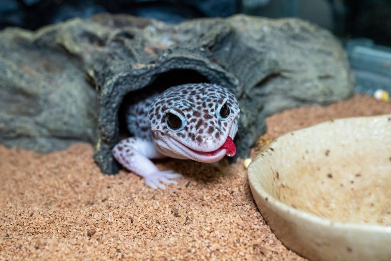 ヒョウモントカゲモドキおうち
