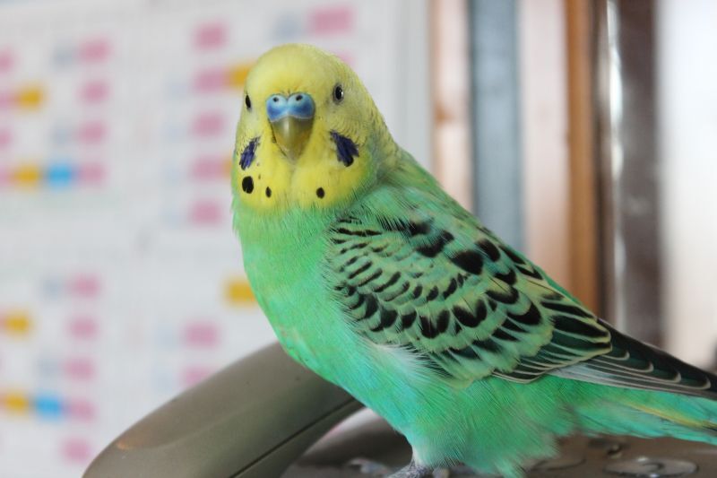 セキセイインコ