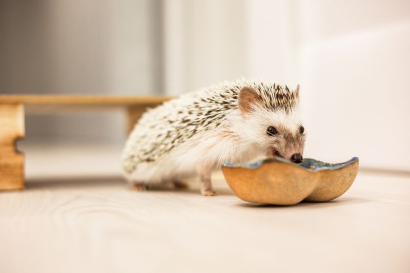 ハリネズミごはん