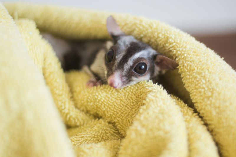 フクロモモンガと布団