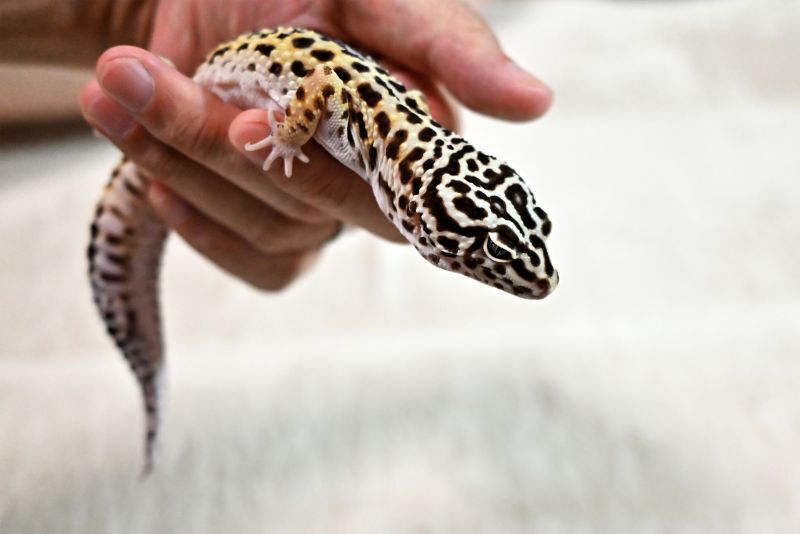 ヒョウモントカゲモドキハンドリング