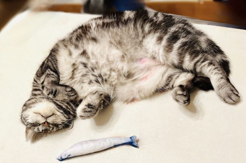 寝ている猫