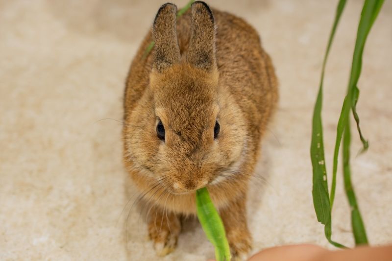 うさぎ