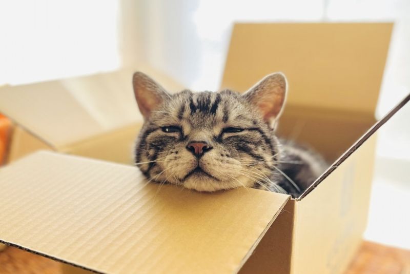 箱入り猫