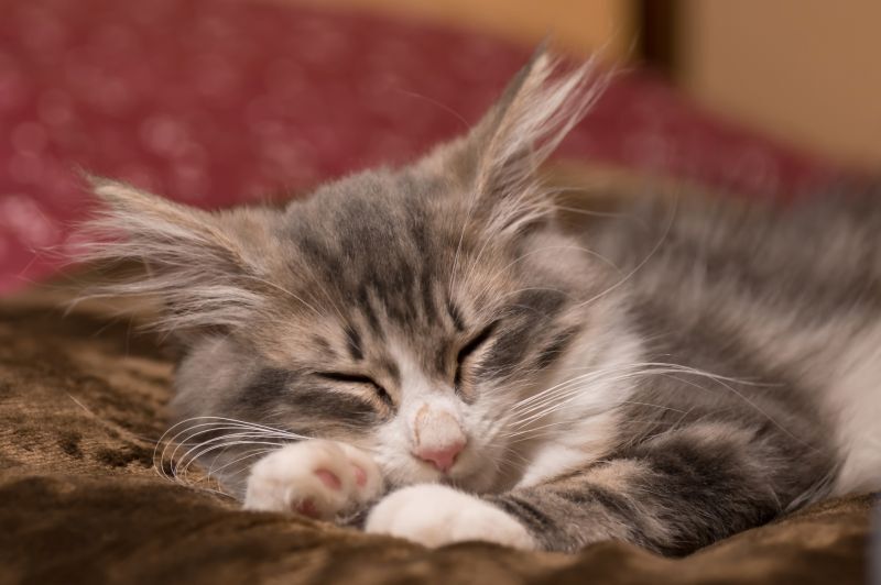 お昼寝するノルウェージャンフォレストキャット