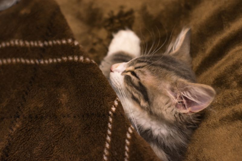 お昼寝するノルウェージャンフォレストキャット