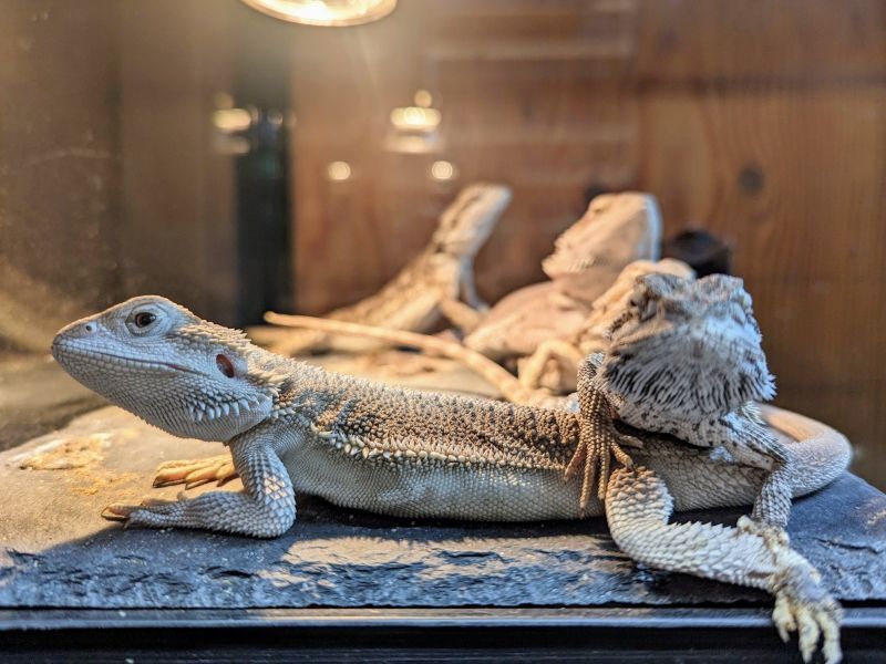 フトアゴヒゲトカゲ多頭飼い