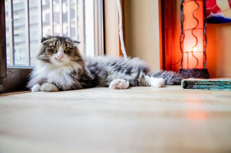 くつろぐメインクーン