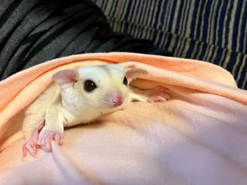 フクロモモンガのカラー