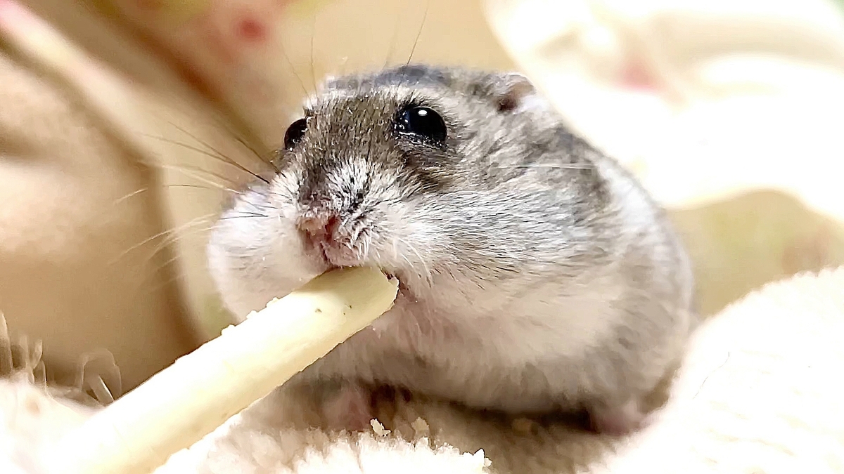 ハムスターお世話