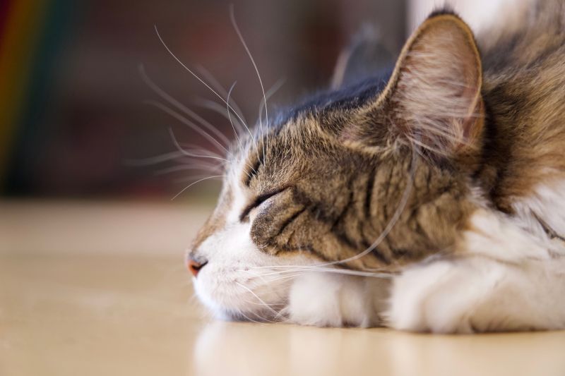 お昼寝するメインクーン