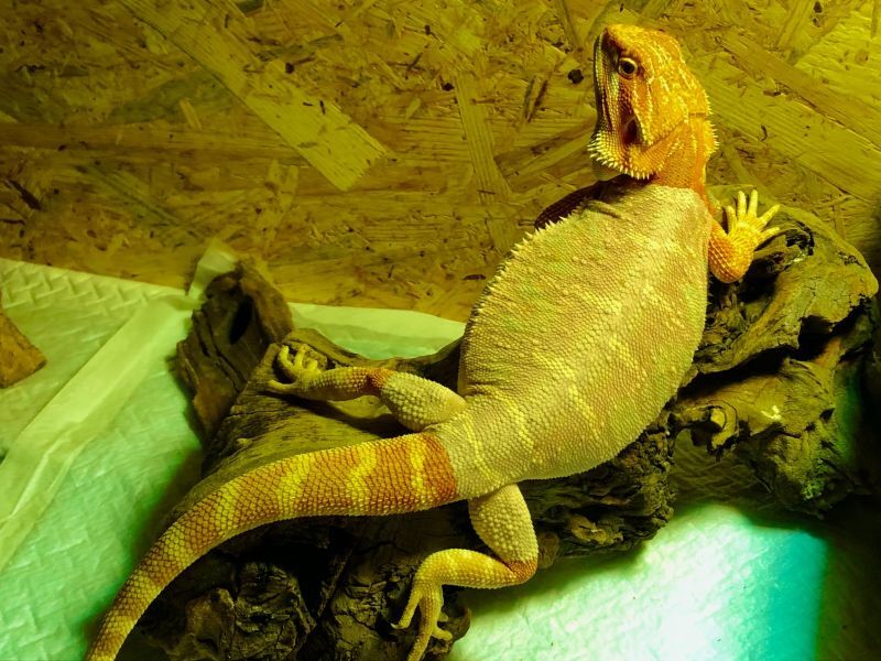 脱皮するフトアゴヒゲトカゲ