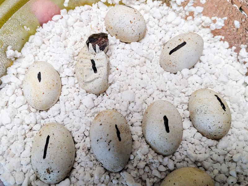 フトアゴヒゲトカゲの卵