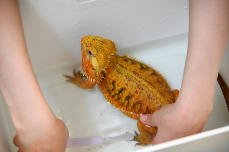 フトアゴヒゲトカゲお風呂