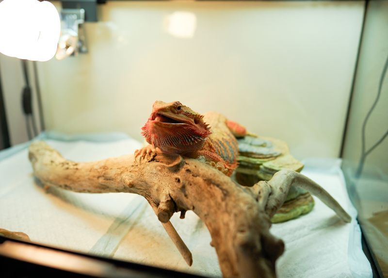 フトアゴヒゲトカゲケージ