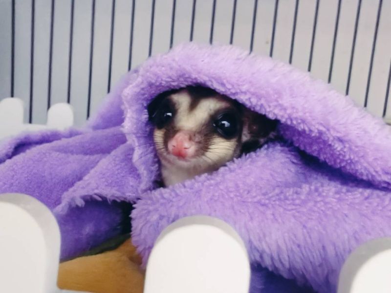 フクロモモンガ