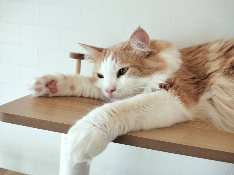 ノルウェージャンフォレストキャット