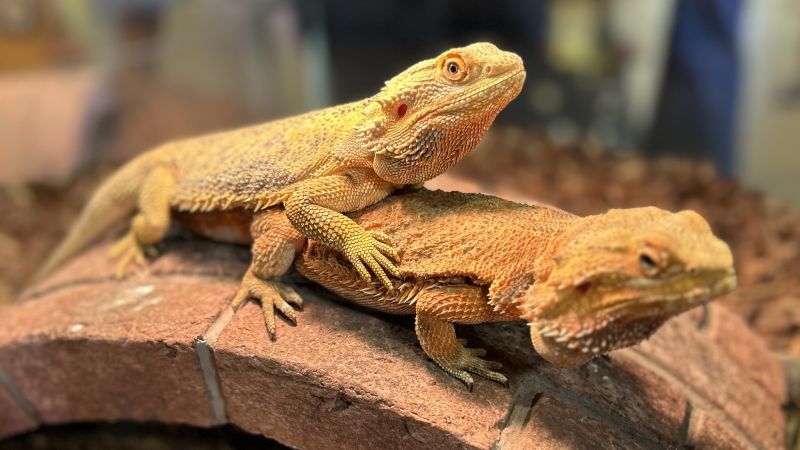 フトアゴヒゲトカゲ