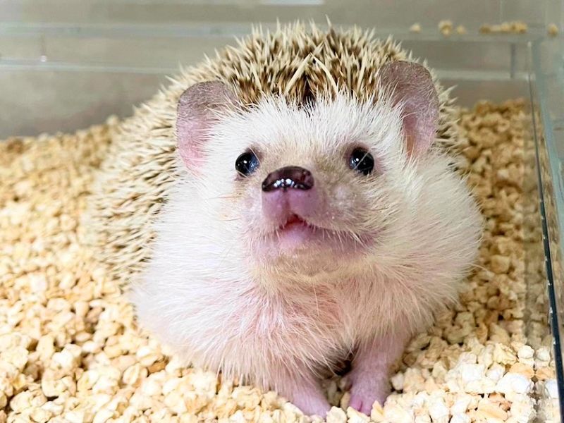 ハリネズミ