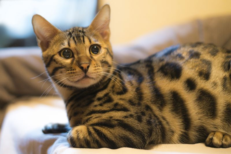 ベンガル猫