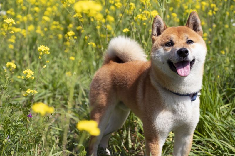 芝犬笑顔