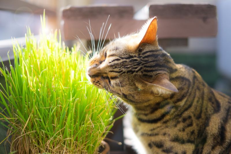 猫草を食べるベンガル猫