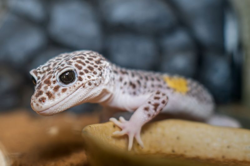 ヒョウモントカゲモドキ病気