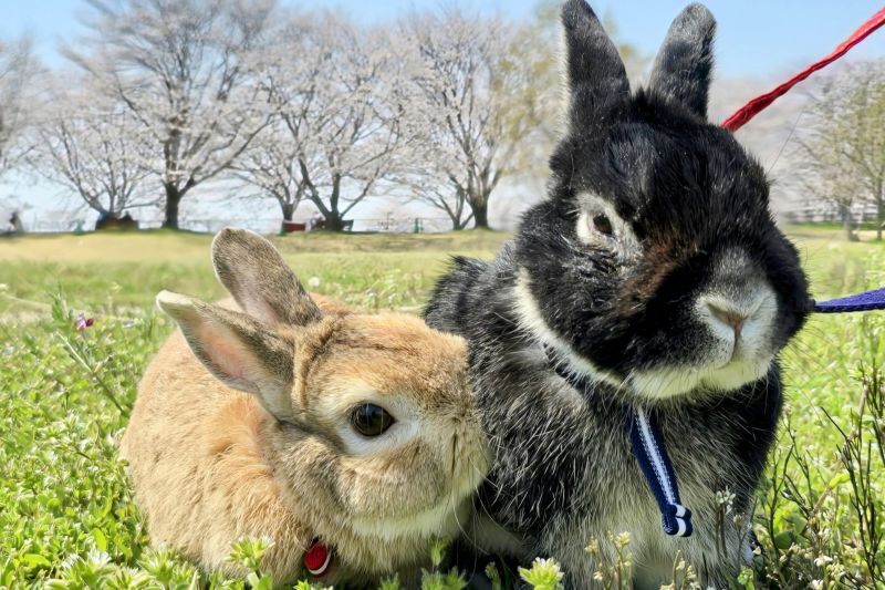 うさぎ多頭飼い