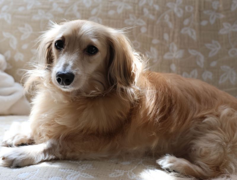 座るダックスフンド