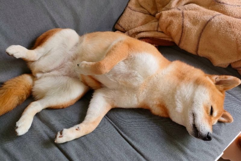 甘える柴犬
