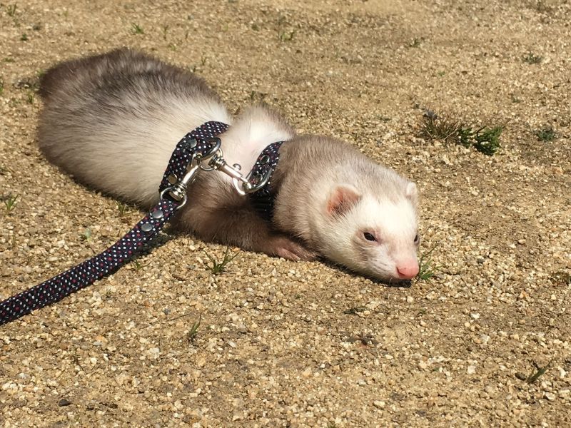 お散歩するフェレット