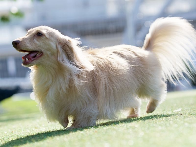 遊ぶダックスフンド