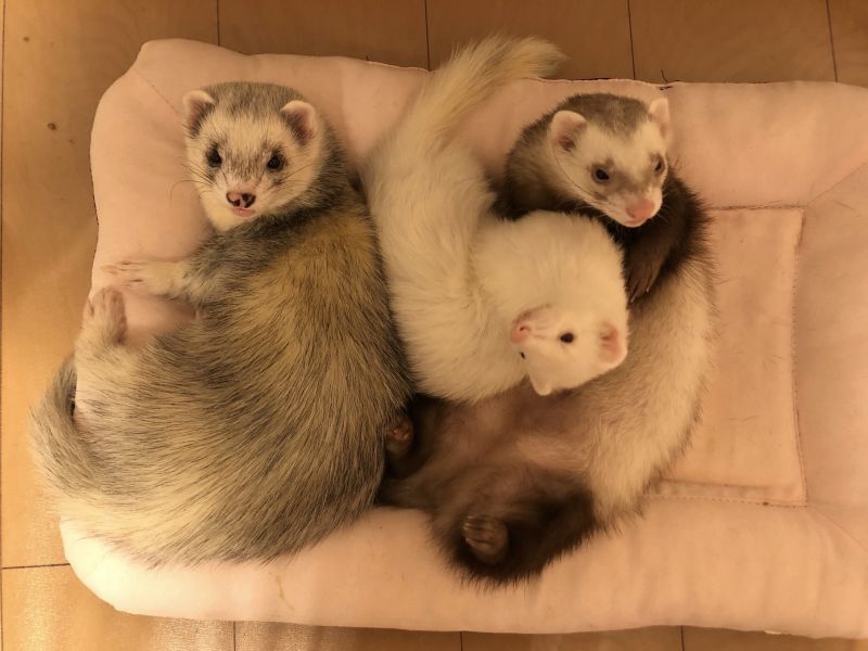 集まって寝るフェレット