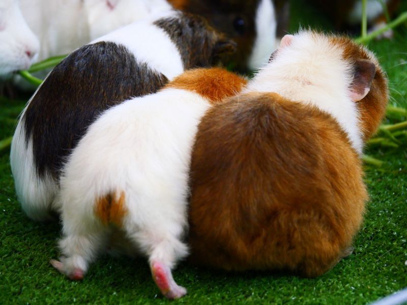 モルモットのオシリ