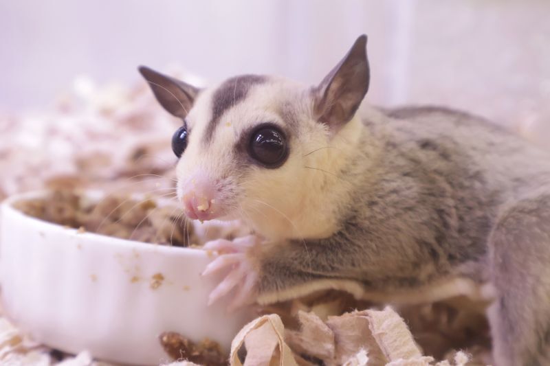 ごはんを食べるフクロモモンガ