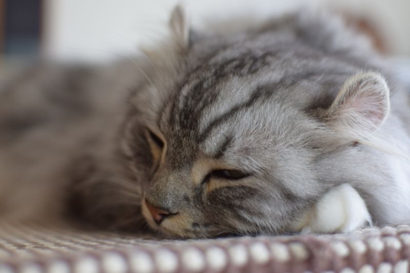 アメリカンカール